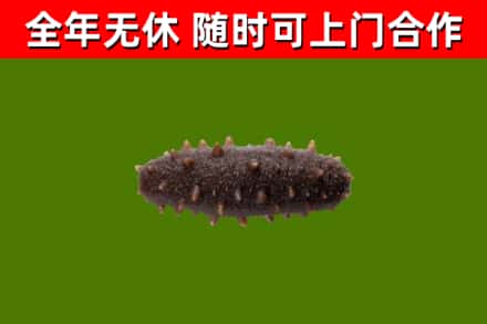 江干回收海参干